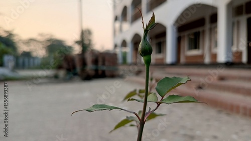 Single Rosebud Plant in Front of a White Building.