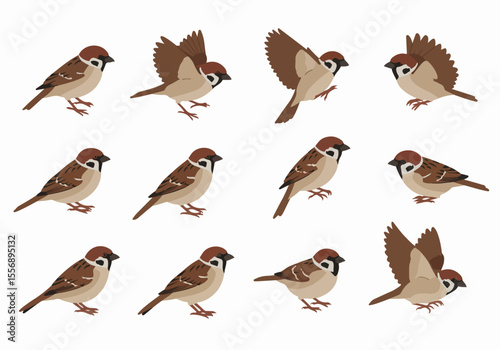 Set of sparrow illustrations in various poses including standing, flying, and perching, depicted with brown feathers on a white background.