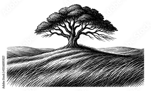 Monochrome Engraving of a Solitary Tree on a Hilltop with Long Grass