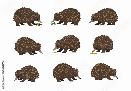 Set of cartoon short-beaked echidna illustrations in various poses on a white background