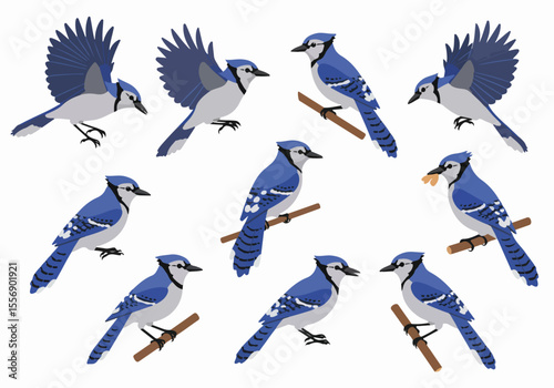 Set of cartoon blue jay birds in different poses: flying, perching on branches, and eating, isolated vector illustrations on white background