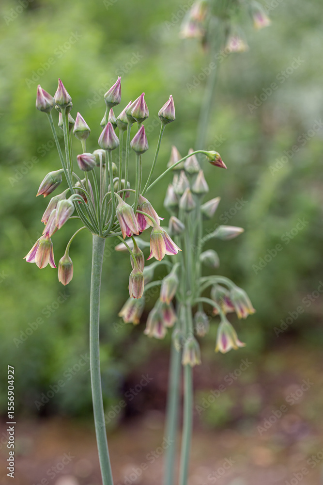 Sicilian honey garlic (Allium siculum) in bloom. Sicilian honey garlic (Allium siculum) in bloom.