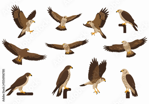 Collection of various eagles, hawks, and raptors in different poses like flying, perching, and landing, depicted in a stylized vector illustration on a white background.
