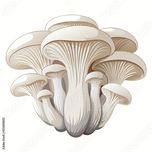 vector illustration of mushrooms