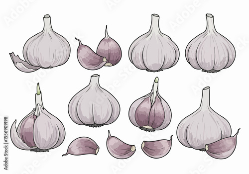 Set of Hand-Drawn Garlic Illustrations with Whole Bulbs and Cloves