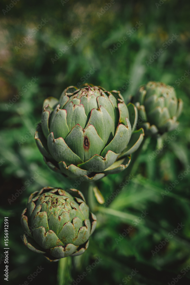 Fototapeta premium three artichokes in a garden