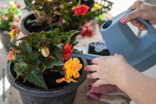 Valokuvatapetti close-up of woman's hands watering potted begonia flowers with b