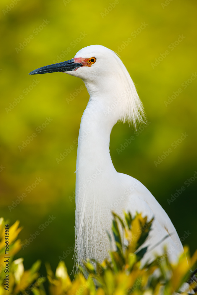 Obraz premium Portrait of an adult Snowy Egret with breeding colors