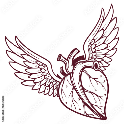 Anatomical heart with feathered wings spread wide flying love