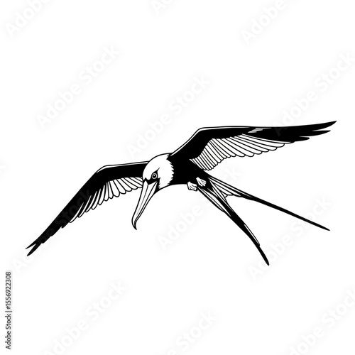 Illustration of a frigatebird in flight monochrome silhouette