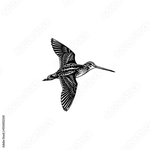 Detailed sketch of a bird flying with wings spread silhouette