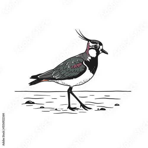 Illustration of a northern lapwing standing upright silhouette