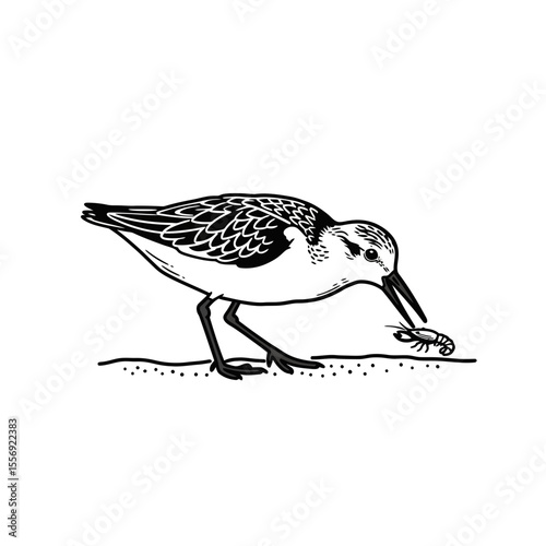 Shorebird pecking at a small crustacean on the sand silhouette