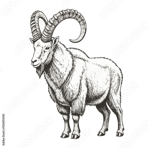 Wild ram with large horns standing in a detailed sketch illustration  