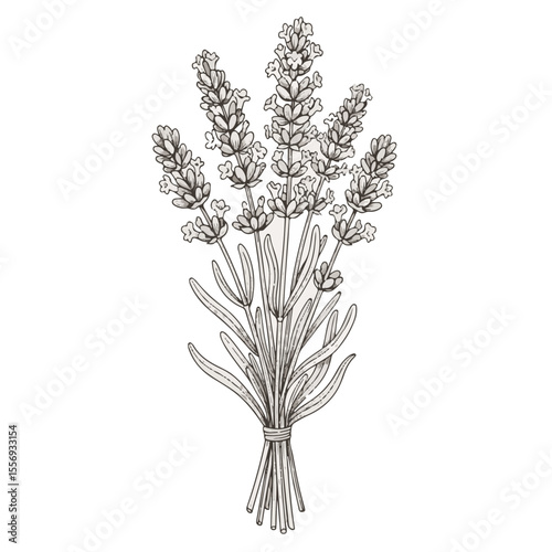 Bundle of lavender flowers illustrated in black and white design  
