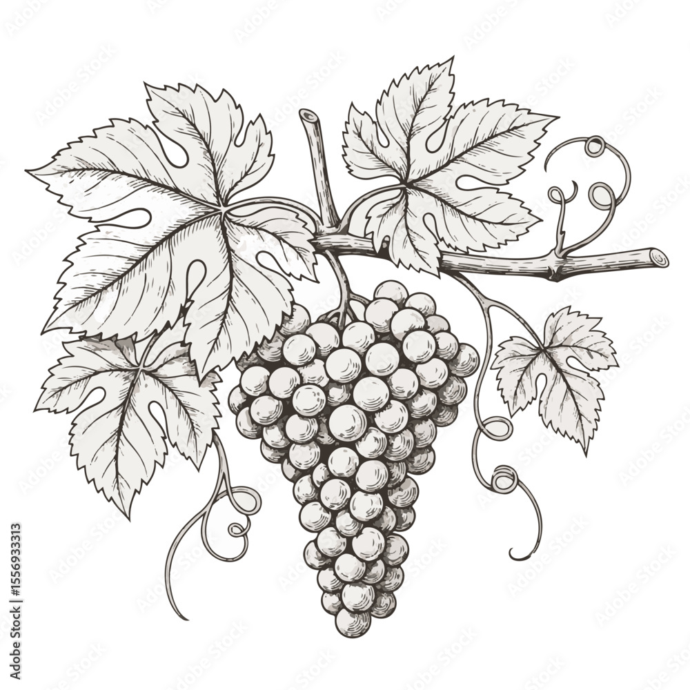Obraz premium Grapevine illustration with detailed leaves and bunch of grapes 