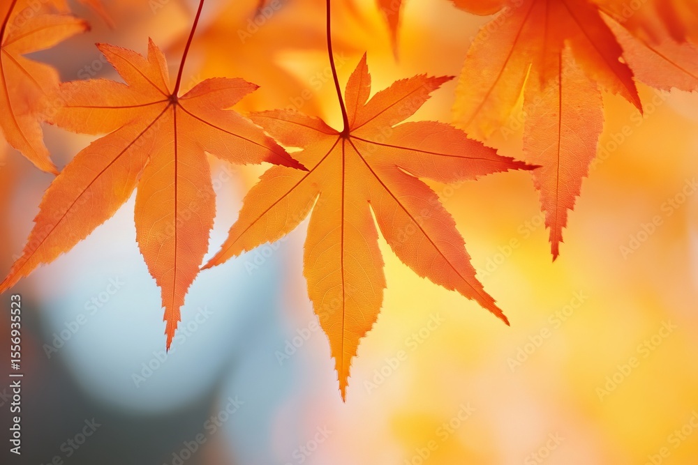 A close-up of vibrant orange autumn leaves against a soft blurred background, highlighting the beauty of fall and the changing colors of nature