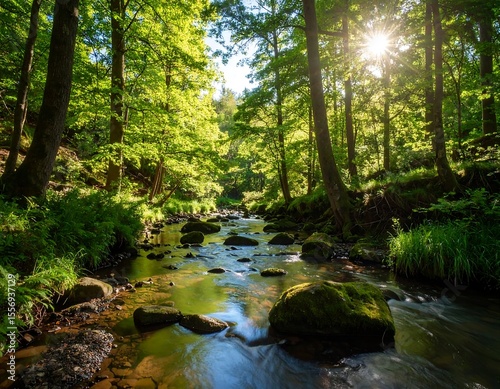 Sunlight streams through lush forest, over a babbling brook