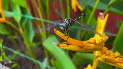 A captivating close-up photograph of a dragonfly with striking blue eyes and delicate, translucent wings, gently resting on a vibrant yellow Bird of Paradise (Heliconia) flower