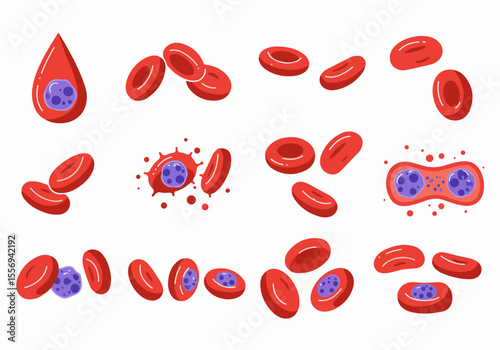 Set of illustrated blood cells including red blood cells and nucleated cells, depicting microscopic view and biological structure.