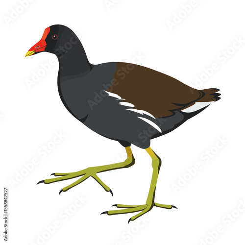 Illustration of a common moorhen walking forwardly silhouette