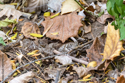 An example of protective coloration in butterflies (Lepidoptera): a daytime butterfly sits on the ground among dry leaves with folded wings, the underside of its wings has a protective coloration.