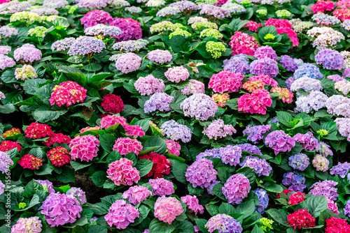 hydrangeas coloful flowers on its branches at hydrangea flower garden.