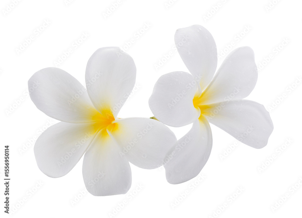 Naklejka premium White frangipani flowers isolated on a transparent background