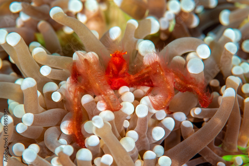 Orangutan Crab in Sea Anemone
