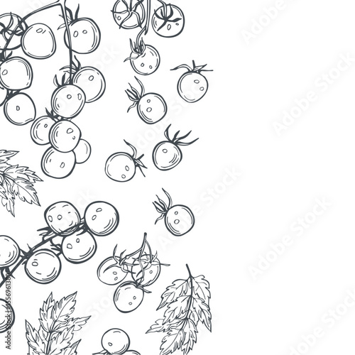 Hand-drawn cherry tomatoes on a branch.  Vector background. Sketch  illustration.  