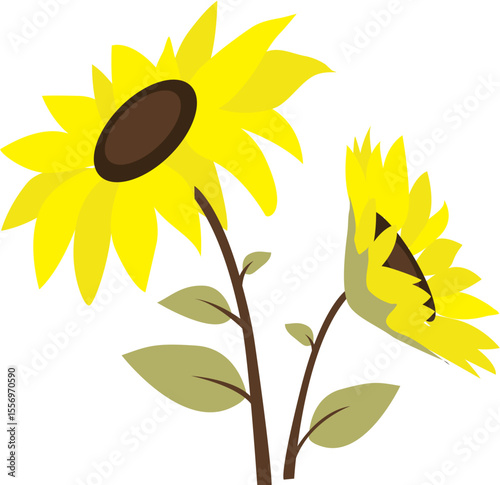 Beautiful sunflower illustration 
