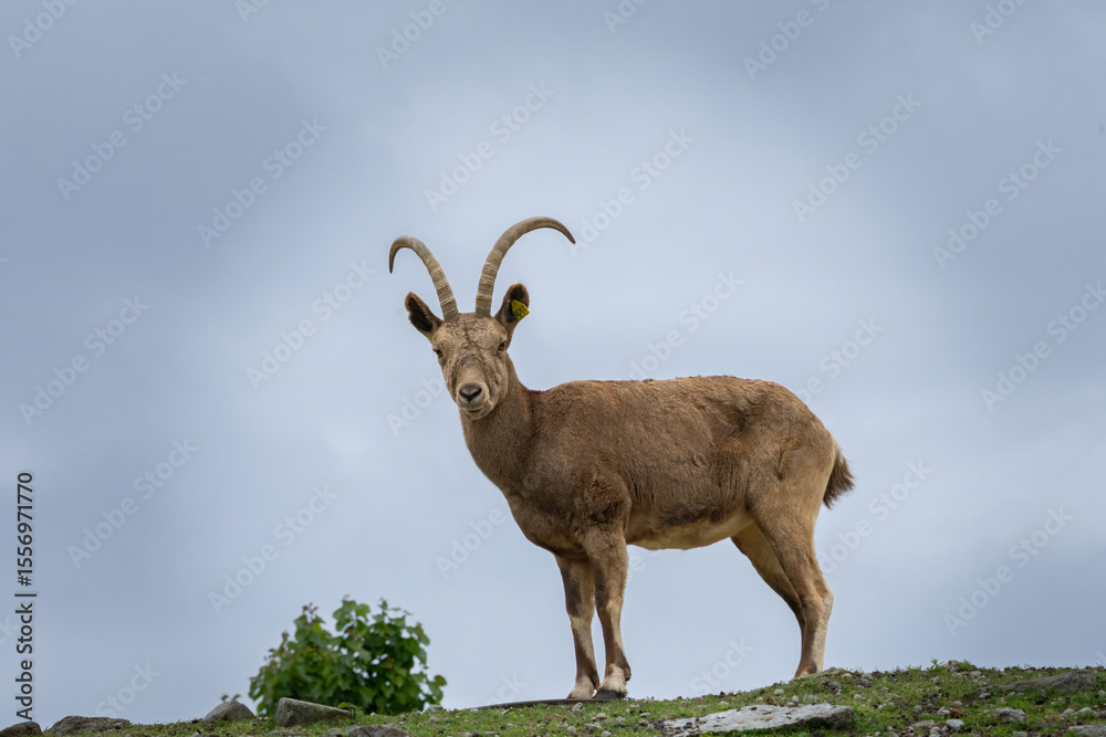 Obraz premium Female Siberian ibex Capra sibirica