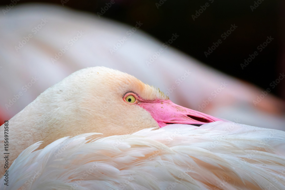 Fototapeta premium Beautiful graceful bird Flamingo closeup.