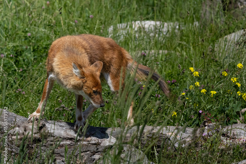the Indian wild dog
