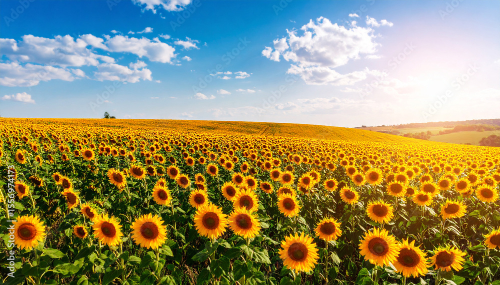 Fototapeta premium Sunflower field, Generated image