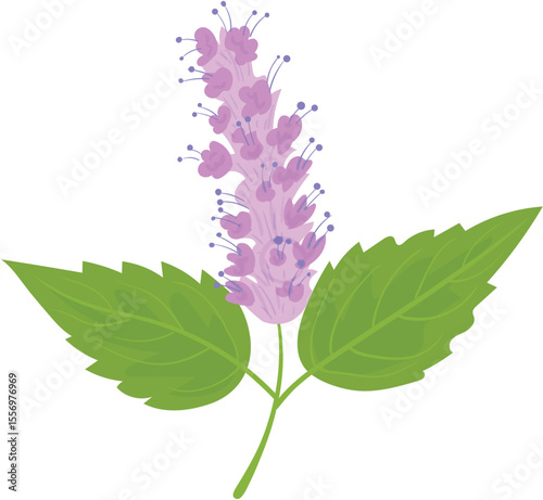 lilac branch isolated on white background