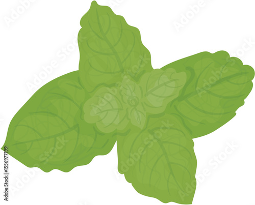 green leaves of mint
