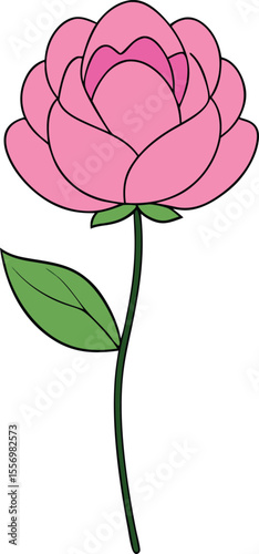 Pink peony flower on transparent background