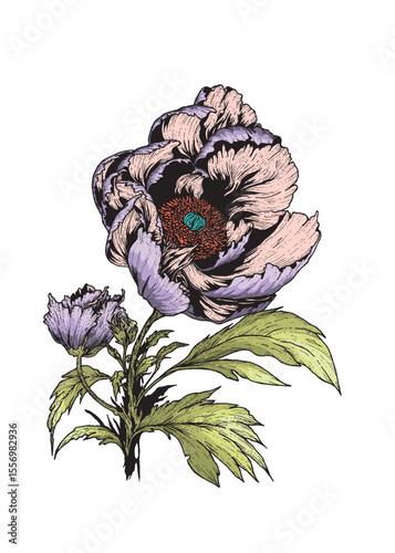 Vector image of an exotic purple flower on a clean white background.
