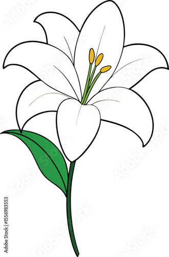 White lily with curved petals and leaves on transparent background
