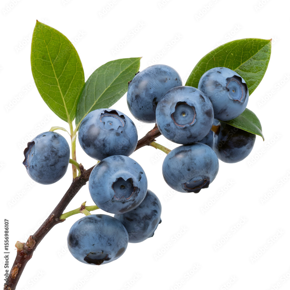Fototapeta premium Blueberry branch isolated on transparent white background 
