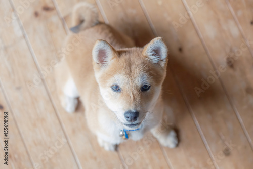 柴犬