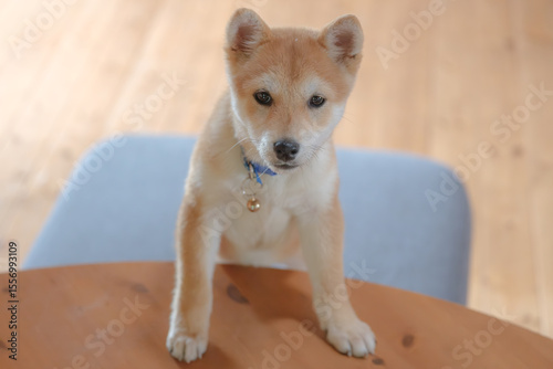 柴犬