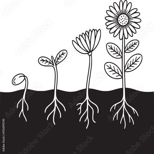 A black and white illustration showing the stages of growth of a plant from seed to flower bloom