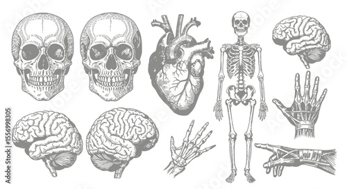 Human Anatomy Sketches Medical Vector Set.