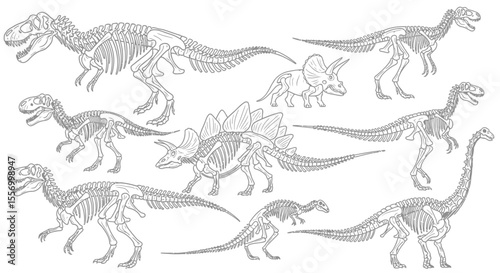 Dinosaur Skeleton Set Fossils Isolated Vector.