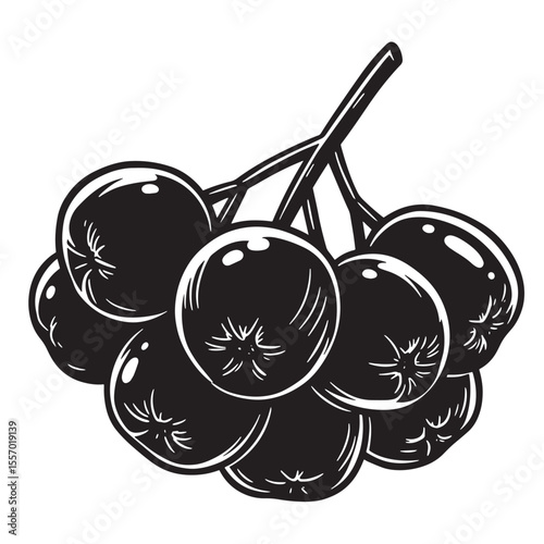 Artistic black and white illustration of freshly picked aronia berries on a branch