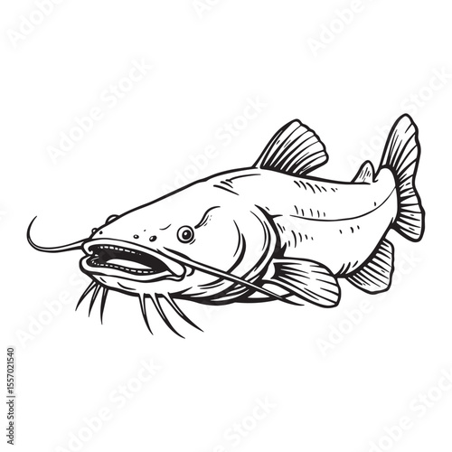 Detailed ink drawing of a catfish depicting its whiskers and fins against a white background