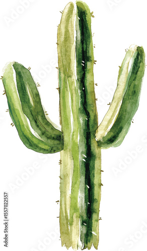 Cactus Watercolor Painting - Green Desert Plant  vector illustration