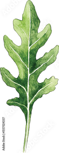 green rucola leaf isolated on whte  illustration vector